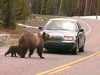 صور Yellowstone National Park متنزه وطني